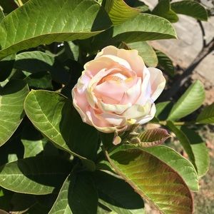 Meet your Posher, Yesenia